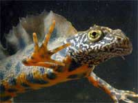 Λοφιοφόρος Τρίτωνας